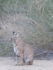 PICTURES/Bobcat/t_IMG_0807.jpg